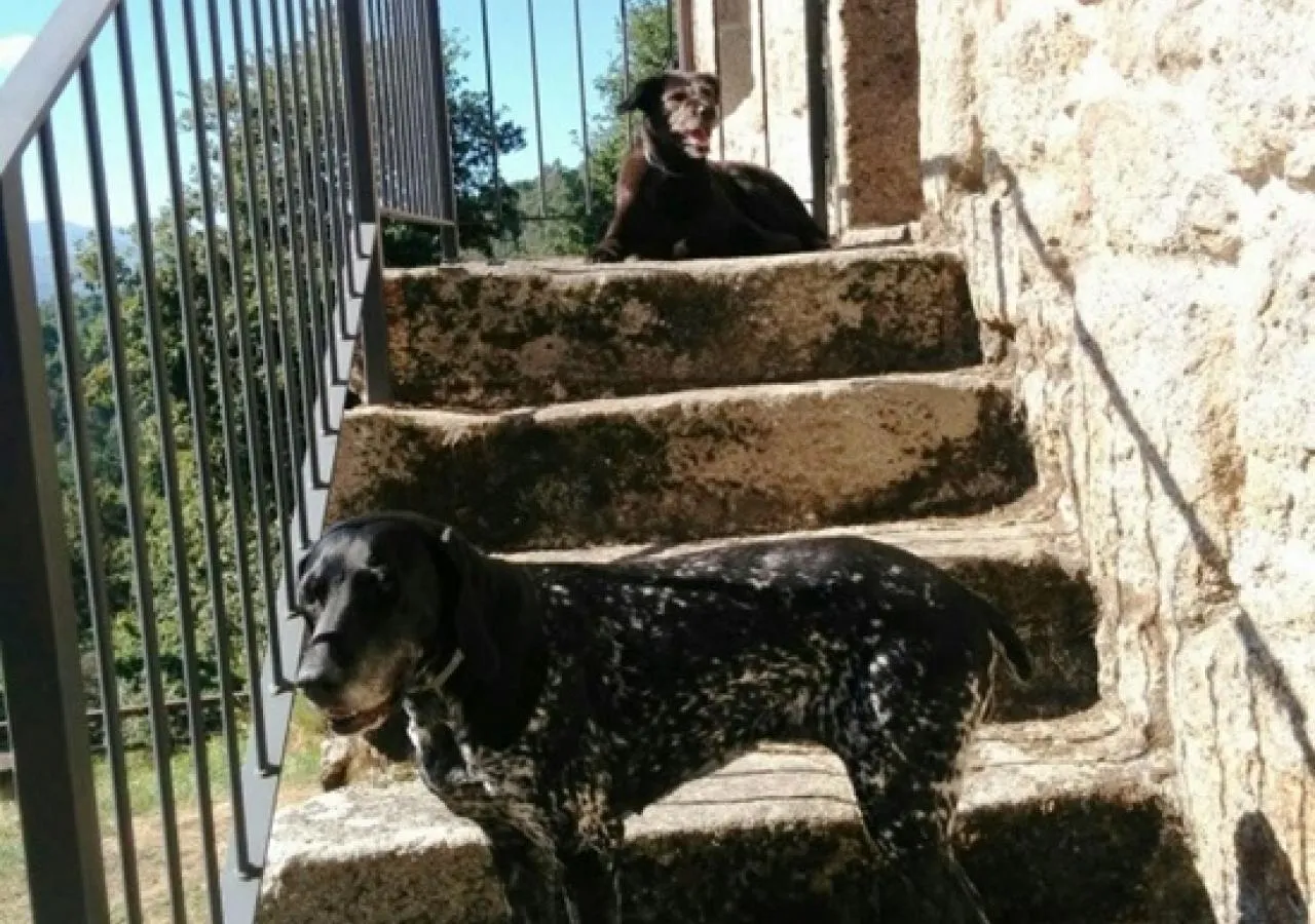 perro rumba-5463